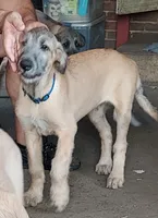 Blue Collar, a male Irish Wolfhound for sale in Baldwin, NY – 1 of 4