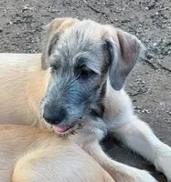 Pink Collar, a female Irish Wolfhound for sale in Baldwin, NY – 3 of 4
