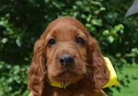 AKC Yellow Bow Female, a female Irish Setter for sale in Jamestown, TN – 1 of 2