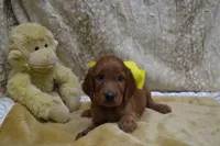 Blue Bow Male AKC, a male Irish Setter for sale in Jamestown, TN – 7 of 10