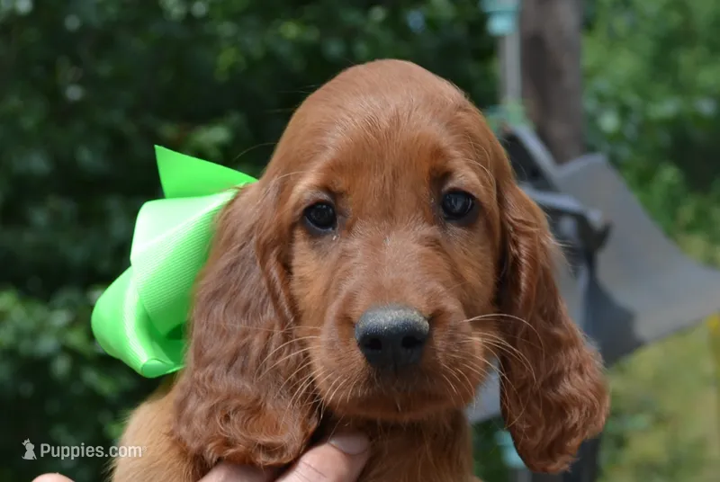 AKC Female- Med. Green Bow – Irish Setter puppy for sale in Jamestown, TN
