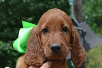 AKC Female- Med. Green Bow, a female Irish Setter for sale in Jamestown, TN – 1 of 2