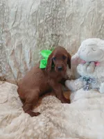 AKC Female- Bright Green Bow, a female Irish Setter for sale in Jamestown, TN – 2 of 2