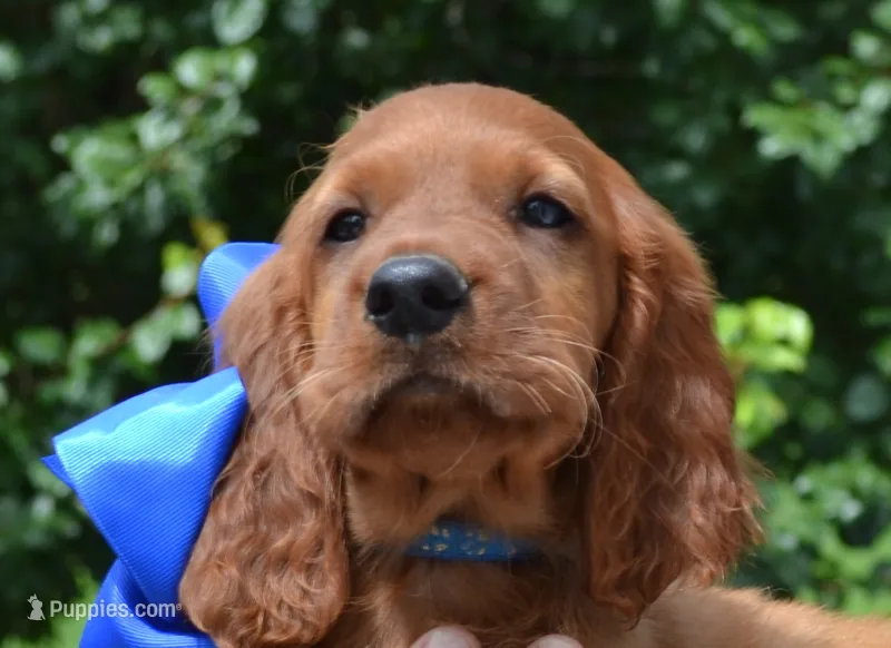 AKC Male- Royal Blue Bow – Irish Setter puppy for sale in Jamestown, TN