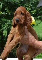 AKC Yellow Bow Female, a female Irish Setter for sale in Jamestown, TN – 2 of 2