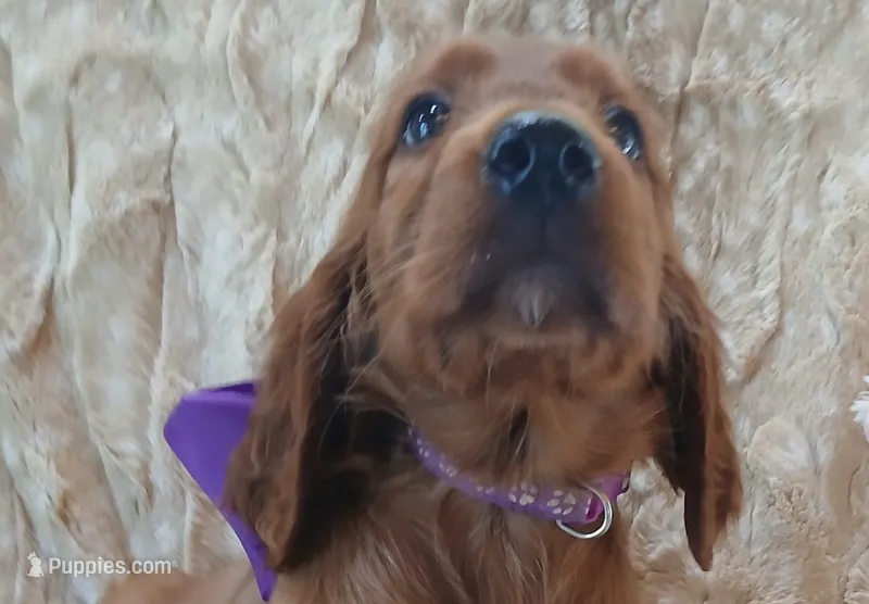 AKC Female- Purple Bow – Irish Setter puppy for sale in Jamestown, TN