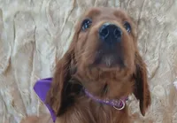 AKC Female- Purple Bow, a female Irish Setter for sale in Jamestown, TN – 1 of 2