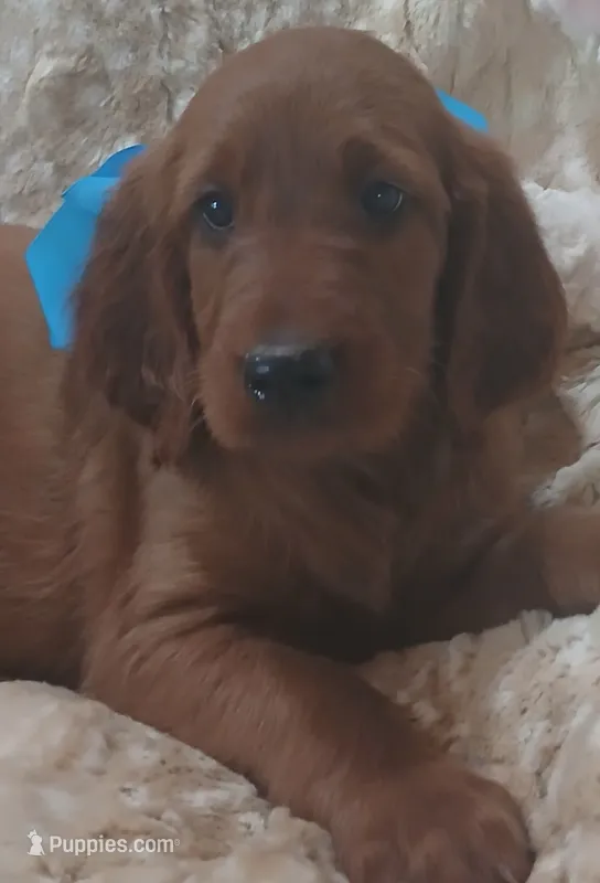 AKC Female- Light Blue – Irish Setter puppy for sale in Jamestown, TN