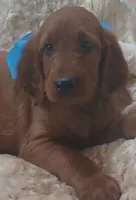 AKC Female- Light Blue, a female Irish Setter for sale in Jamestown, TN – 1 of 2