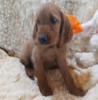 AKC Female- Orange Bow, a female Irish Setter for sale in Jamestown, TN – 2 of 2