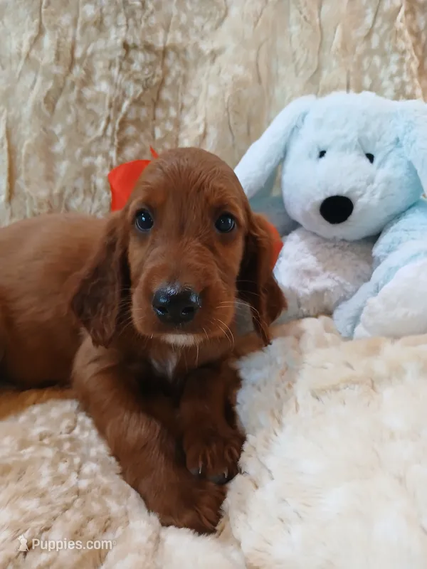AKC Male- Red Bow – Irish Setter puppy for sale in Jamestown, TN
