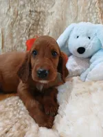 AKC Male- Red Bow, a male Irish Setter for sale in Jamestown, TN – 1 of 2