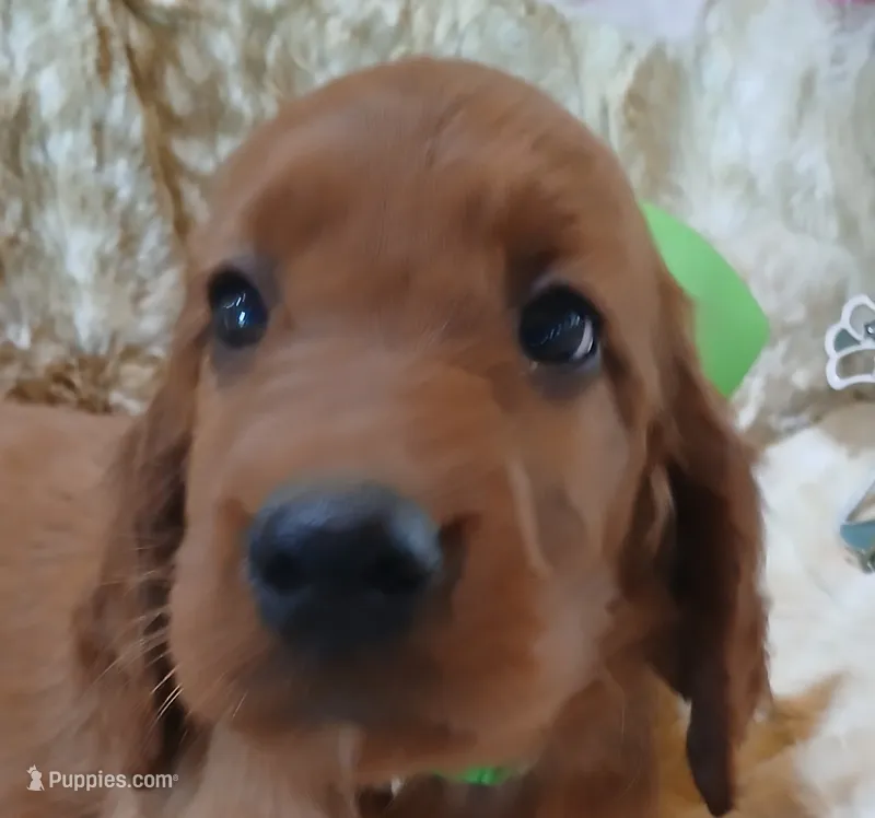 AKC Female- Med. Green Bow – Irish Setter puppy for sale in Jamestown, TN
