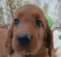 AKC Female- Med. Green Bow, a female Irish Setter for sale in Jamestown, TN – 1 of 2