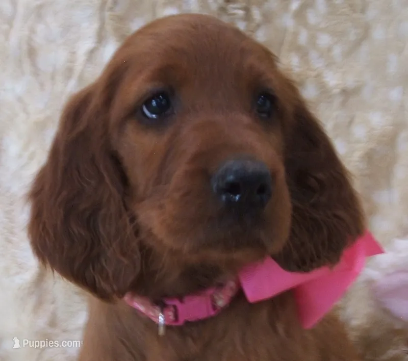 AKC Female- Pink Bow – Irish Setter puppy for sale in Jamestown, TN