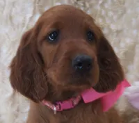 AKC Female- Pink Bow, a female Irish Setter for sale in Jamestown, TN – 1 of 2