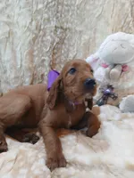 AKC Female- Purple Bow, a female Irish Setter for sale in Jamestown, TN – 2 of 2