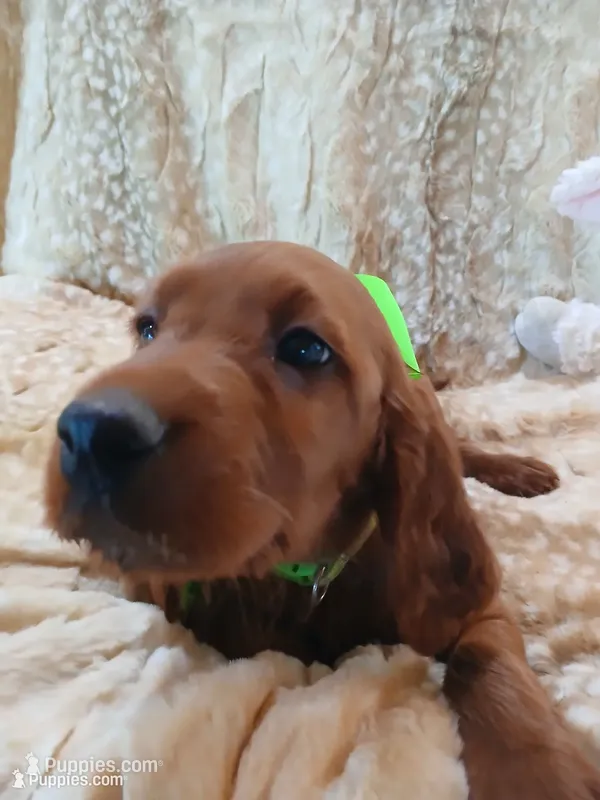 AKC Female- Lime Green Bow – Irish Setter puppy for sale in Jamestown, TN