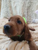 AKC Female- Bright Green Bow, a female Irish Setter for sale in Jamestown, TN – 1 of 2