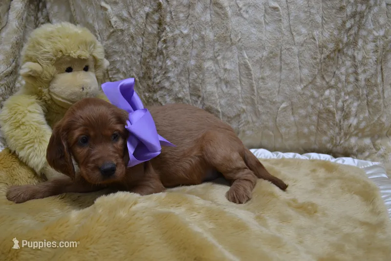 Blue Bow Male AKC – Irish Setter puppy for sale in Jamestown, TN