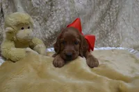 Blue Bow Male AKC, a male Irish Setter for sale in Jamestown, TN – 3 of 10