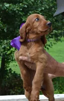 AKC Purple Bow Female, a female Irish Setter for sale in Jamestown, TN – 2 of 2