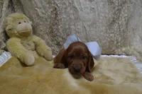 Blue Bow Male AKC, a male Irish Setter for sale in Jamestown, TN – 6 of 10