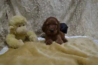 Blue Bow Male AKC, a male Irish Setter for sale in Jamestown, TN – 2 of 10