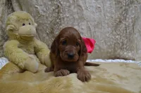 Blue Bow Male AKC, a male Irish Setter for sale in Jamestown, TN – 5 of 10