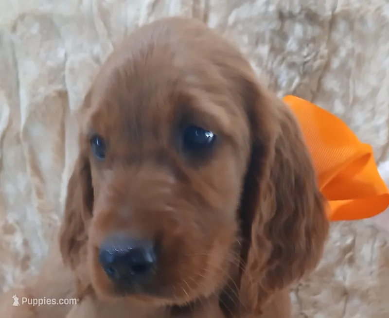AKC Female- Orange Bow – Irish Setter puppy for sale in Jamestown, TN
