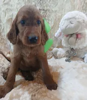 AKC Female- Med. Green Bow, a female Irish Setter for sale in Jamestown, TN – 2 of 2