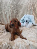 AKC Male- Red Bow, a male Irish Setter for sale in Jamestown, TN – 2 of 2