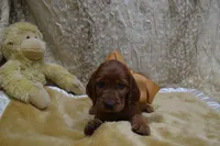 Blue Bow Male AKC, a male Irish Setter for sale in Jamestown, TN – 9 of 10