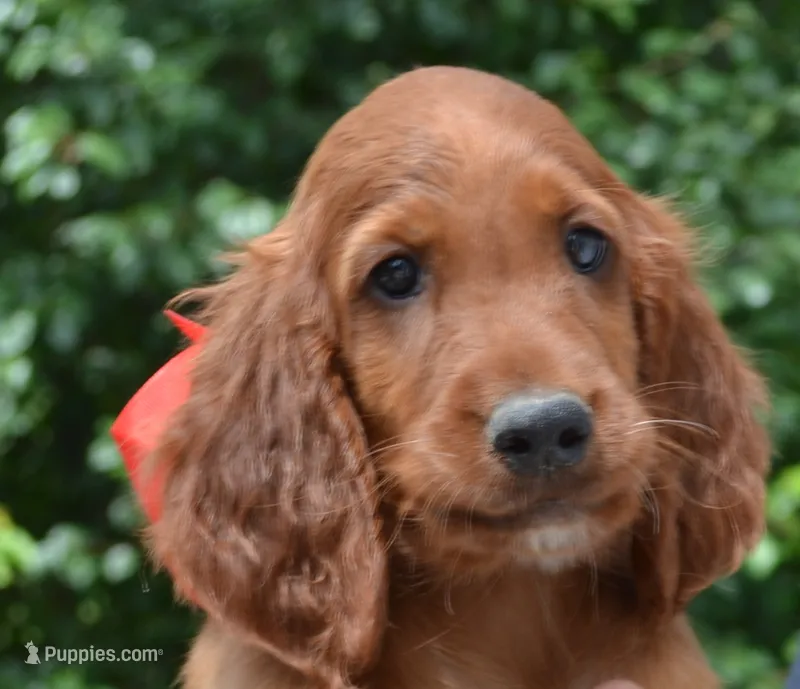 AKC Male- Red Bow – Irish Setter puppy for sale in Jamestown, TN