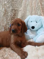 AKC Male- Royal Blue Bow, a male Irish Setter for sale in Jamestown, TN – 2 of 2