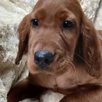 AKC Blue Cammo Male, a male Irish Setter for sale in Jamestown, TN – Photo 1 of 3
