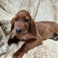 AKC Blue Cammo Male, a male Irish Setter for sale in Jamestown, TN – Photo 2 of 3