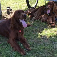 AKC Blue Cammo Male, a male Irish Setter for sale in Jamestown, TN – Photo 3 of 3