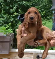AKC Black Bow Male, a male Irish Setter for sale in Jamestown, TN – 2 of 2