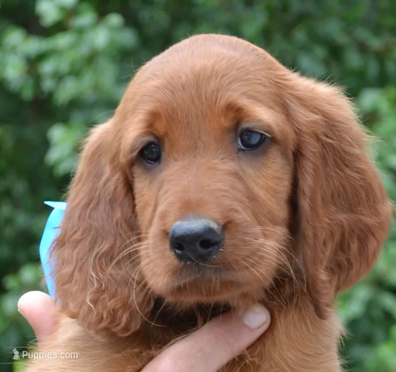 AKC Female- Light Blue – Irish Setter puppy for sale in Jamestown, TN