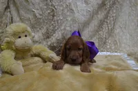 Blue Bow Male AKC, a male Irish Setter for sale in Jamestown, TN – 4 of 10
