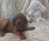 AKC Female- Light Blue, a female Irish Setter for sale in Jamestown, TN – 2 of 2