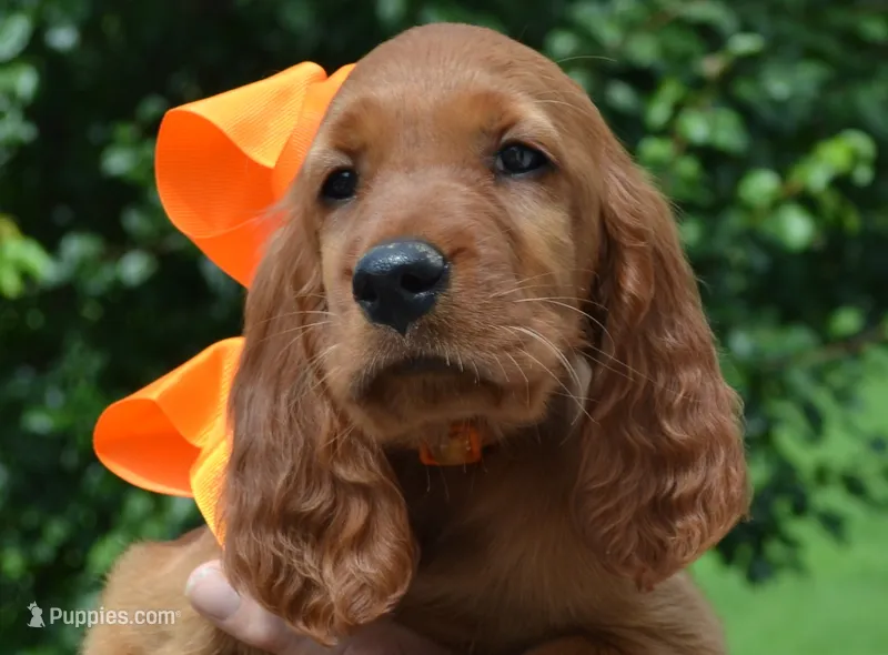 AKC Female- Orange Bow – Irish Setter puppy for sale in Jamestown, TN
