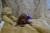 Blue Bow Male AKC, a male Irish Setter for sale in Jamestown, TN – 8 of 10