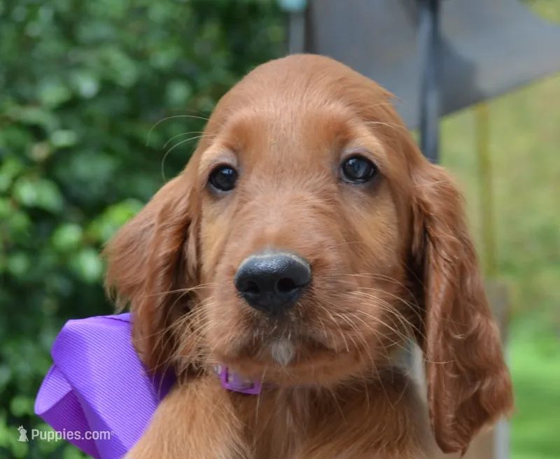 AKC Purple Bow Female – Irish Setter puppy for sale in Jamestown, TN