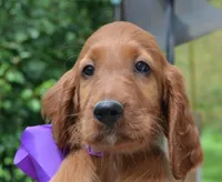 AKC Purple Bow Female, a female Irish Setter for sale in Jamestown, TN – 1 of 2
