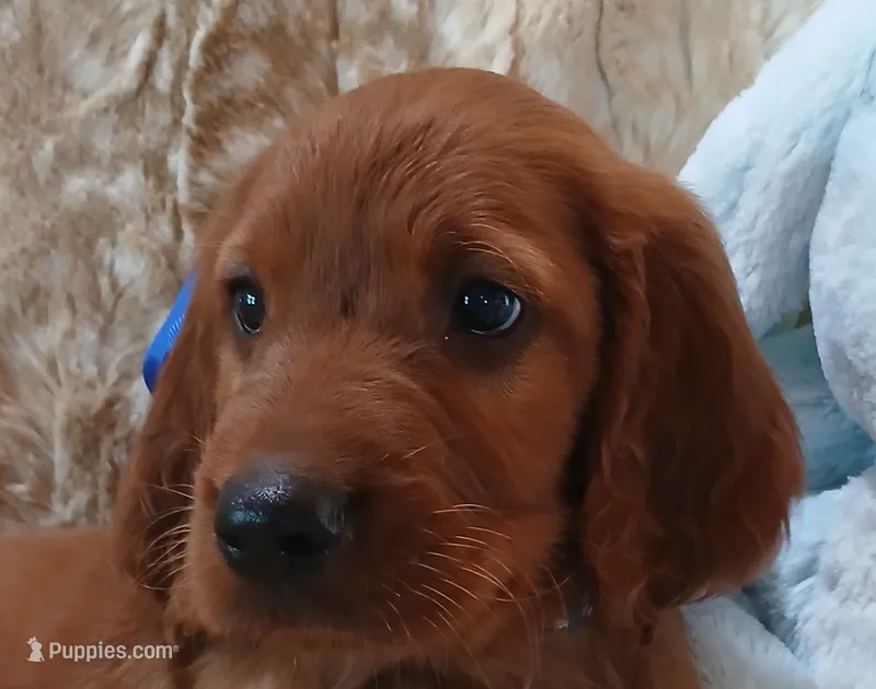 AKC Male- Royal Blue Bow – Irish Setter puppy for sale in Jamestown, TN