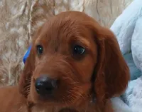 AKC Male- Royal Blue Bow, a male Irish Setter for sale in Jamestown, TN – 1 of 2