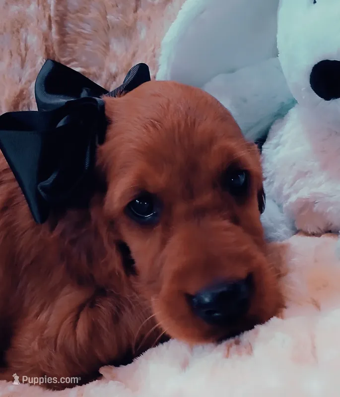 AKC Male- Black Bow – Irish Setter puppy for sale in Jamestown, TN
