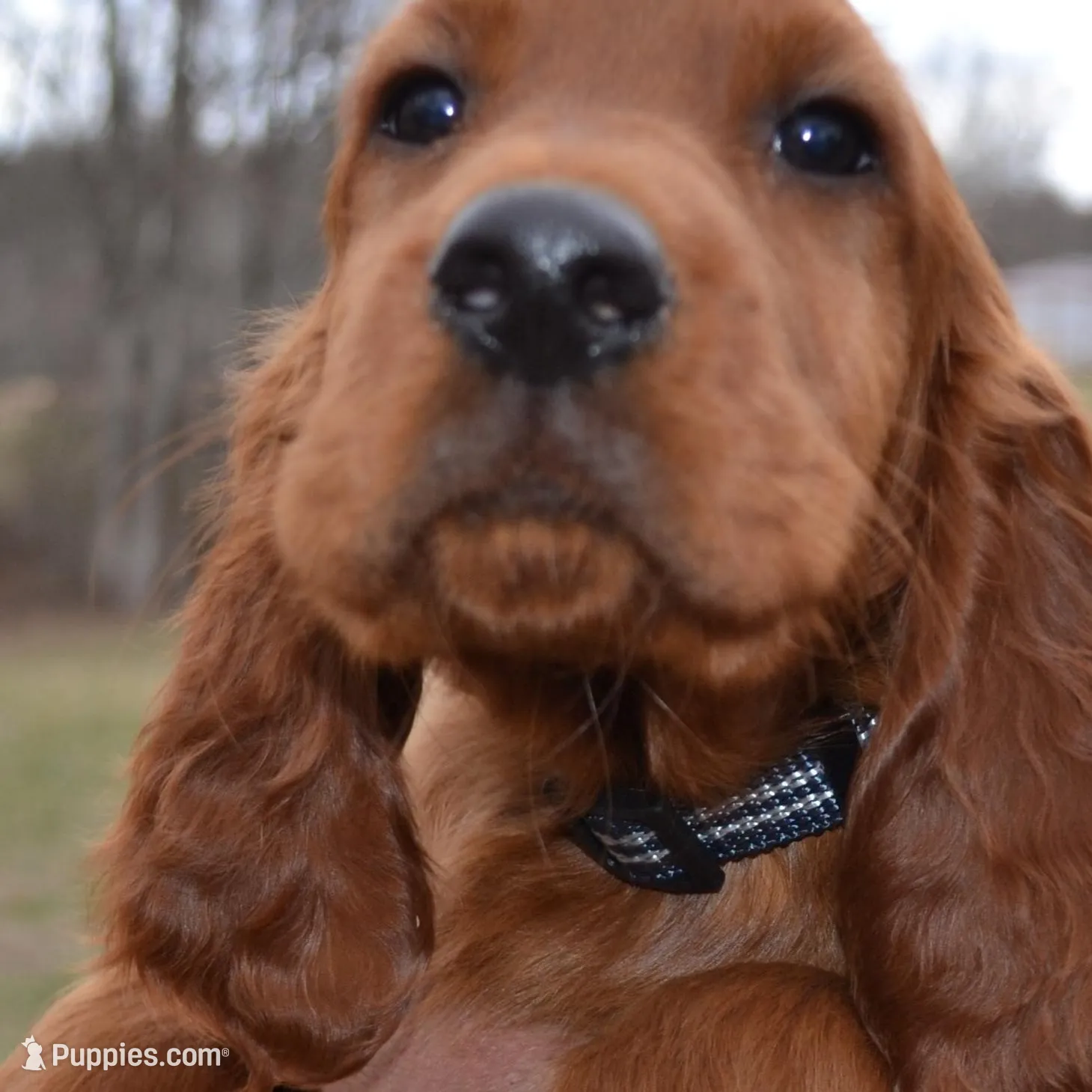 AKC Male Females, a  Irish Setter for sale in Jamestown, TN – Photo 3 of 3